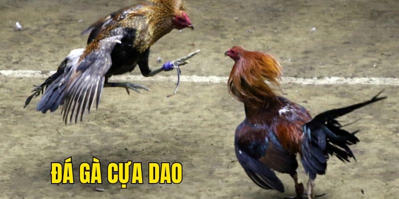 Đá Gà Cựa Dao - Cách kiếm tiền nhanh cho cược thủ tại GO99 - Sao chép