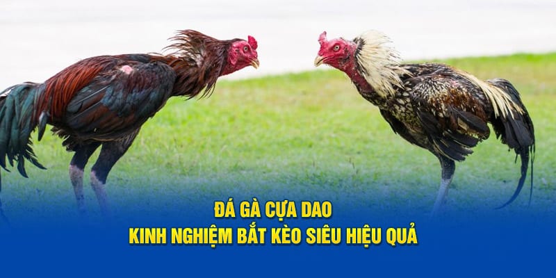 Đá Gà Cựa Dao - Cách kiếm tiền nhanh cho cược thủ tại GO99 - Sao chép