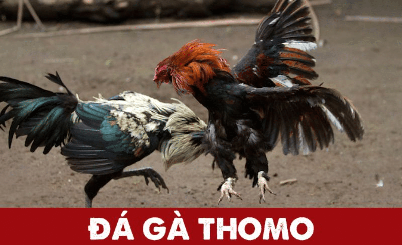 Đá gà trực tiếp Thomo